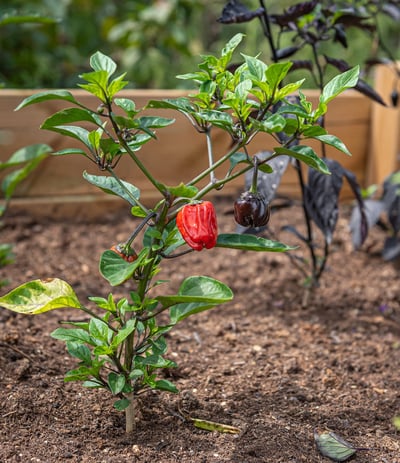 Créer un potager surélevé : conseils et astuces pour débutants